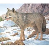 JVD Animal Face Wolf