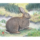 JVD Animal Face Rabbit