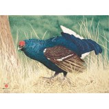 JVD Animal Face Blue-Grouse
